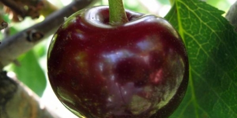 Detaljan opis sorte trešnje vladimir